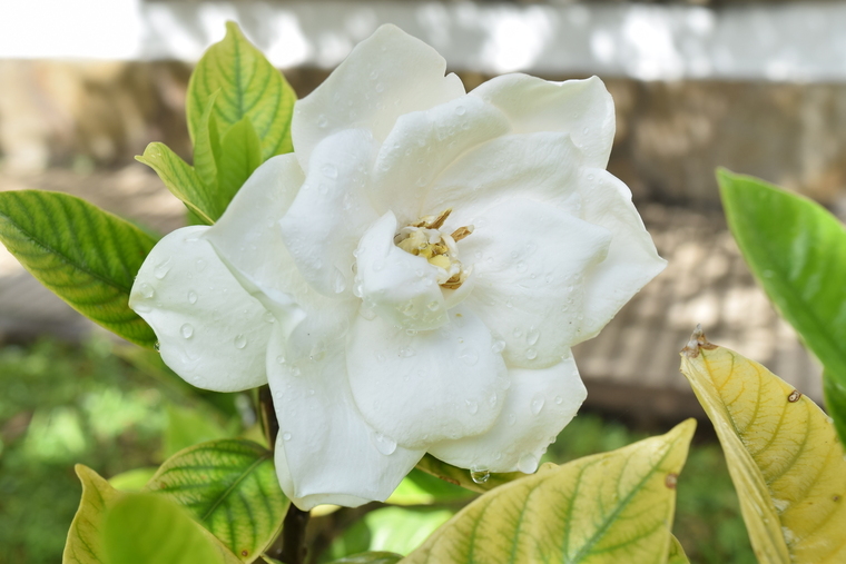 imagen para Dos gardenias - Buena Vista Social Club
