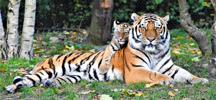 imagen para Vocabulario básico de los animales salvajes