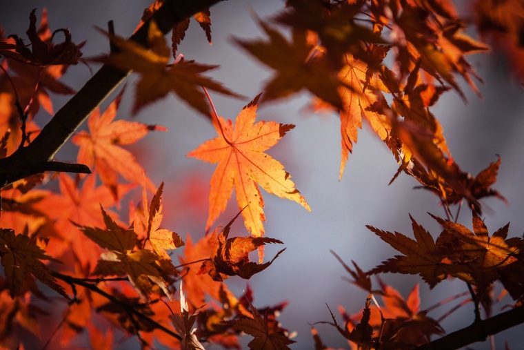imagen para Vocabulario útil del otoño - Palabras básicas