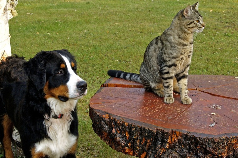 imagen para Cinco refranes con animales
